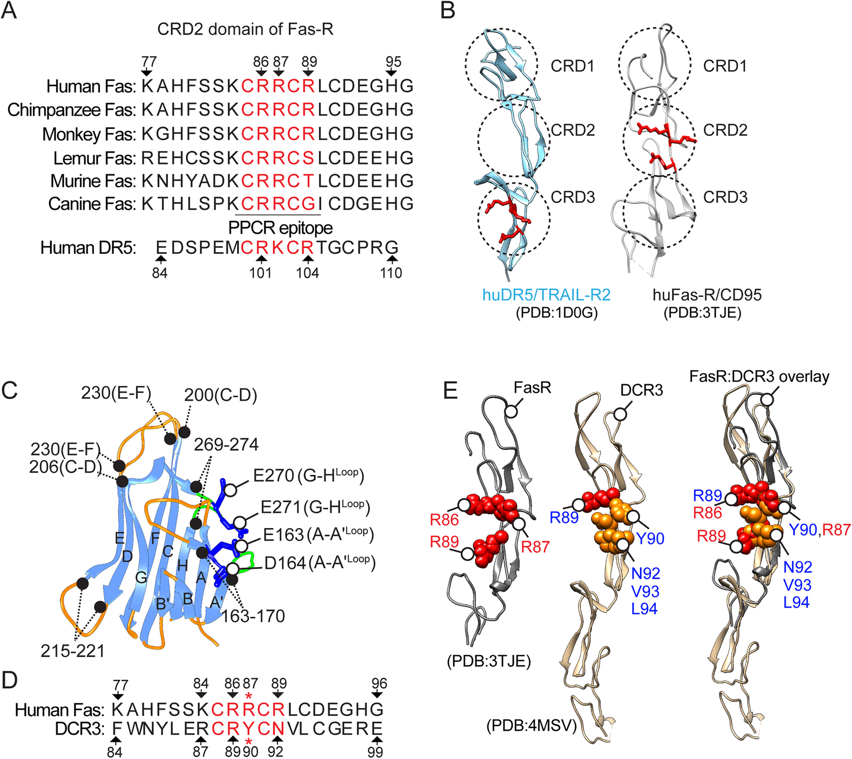 Multi-panel sequence alignment and structural comparison locating the positively charged Fas and DR5 receptor region.