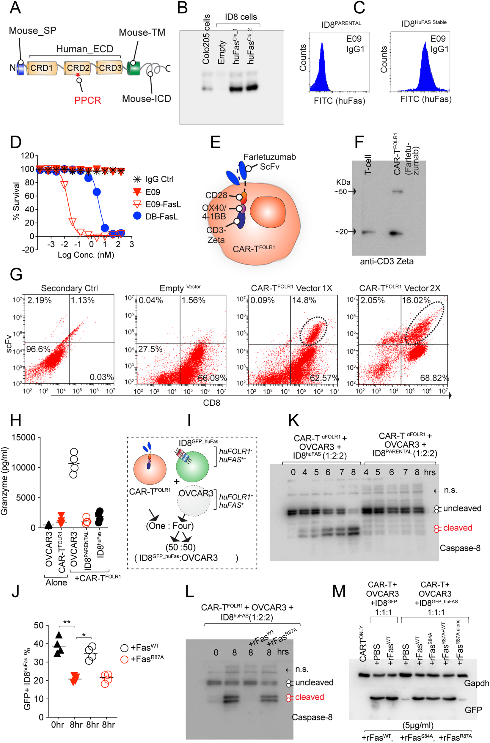 Multi-panel CAR-T co-culture figure with Fas construct diagrams, cell assays, flow cytometry and caspase-8 readouts.