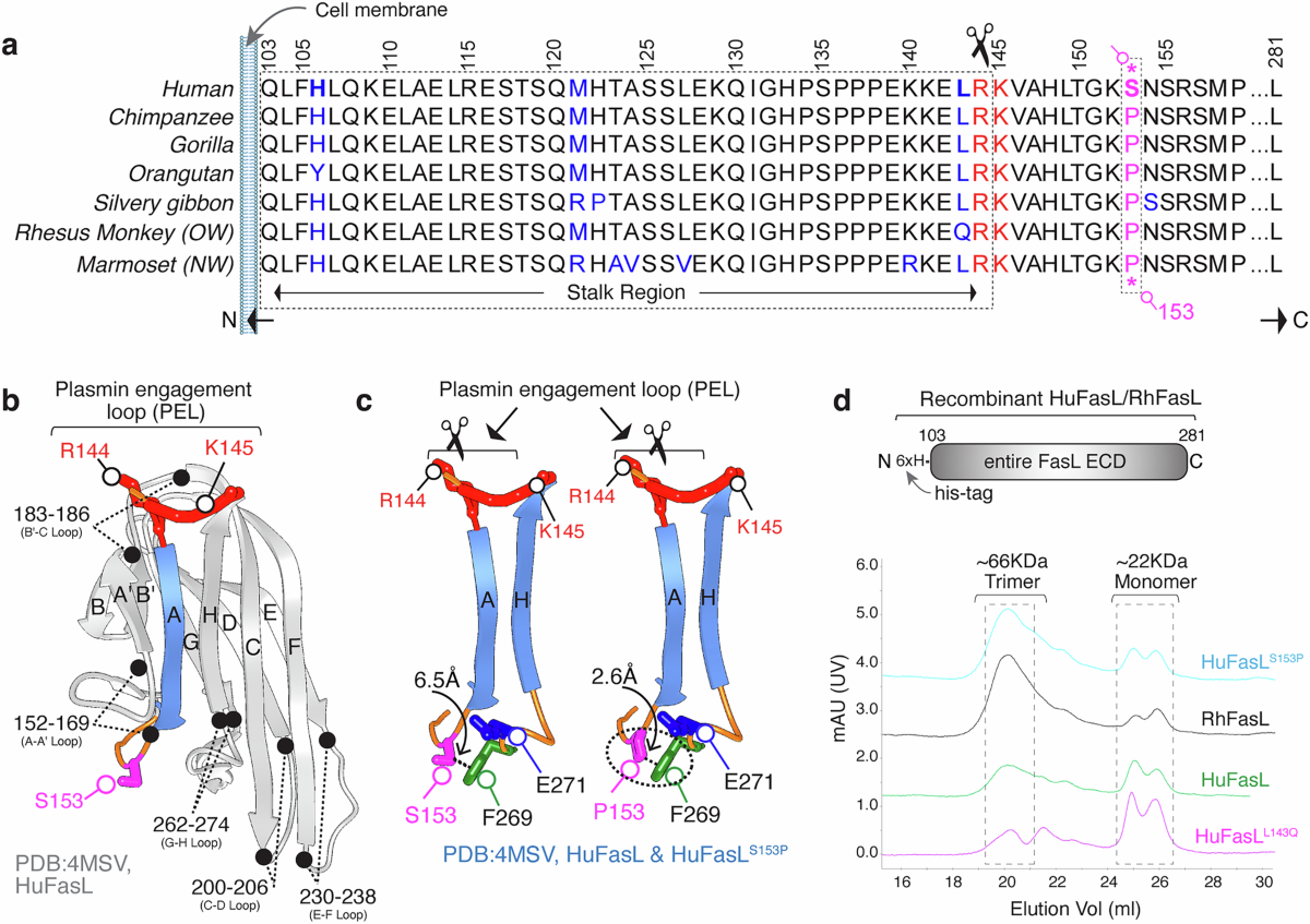 Multi-panel FasL figure showing primate amino-acid alignment at residue 153, structural models and size-exclusion traces.