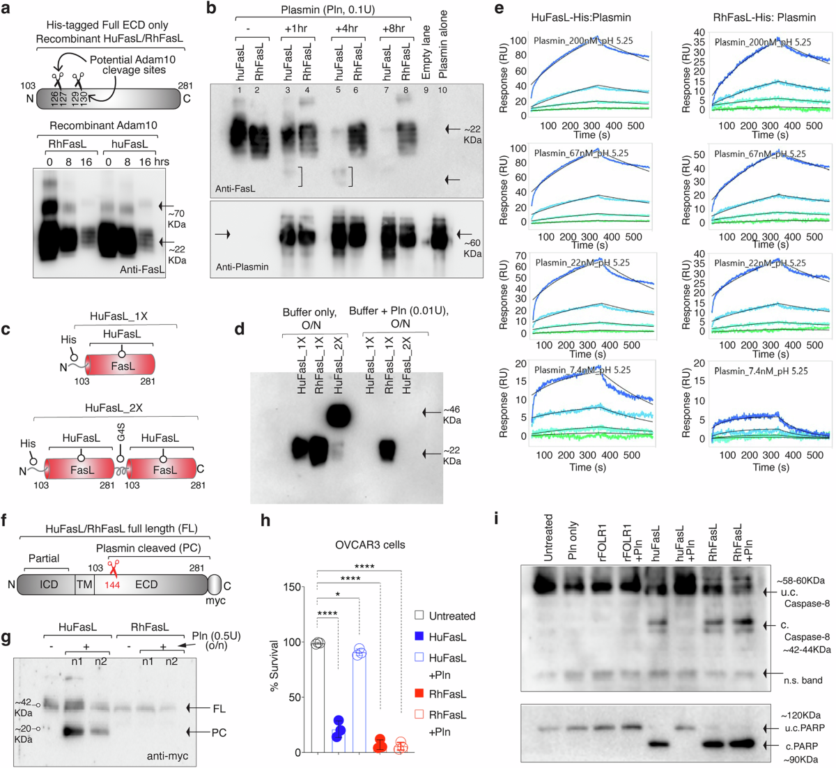 Multi-panel immunoblot and assay figure comparing plasmin treatment of human, rhesus and residue-153 FasL variants.