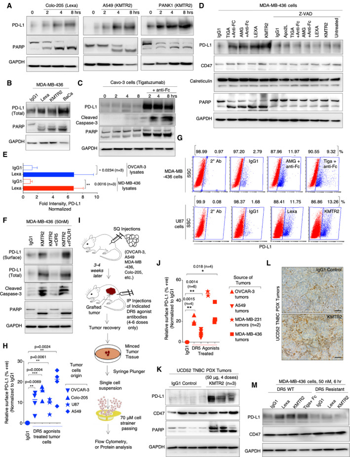 Multi-panel DR5 agonist experiments showing immunoblots, flow cytometry and tumor PD-L1 measurements.