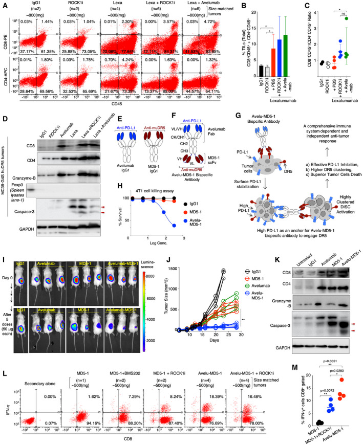 Multi-panel mouse tumor figure comparing DR5 agonist combinations with immune infiltration and tumor response readouts.