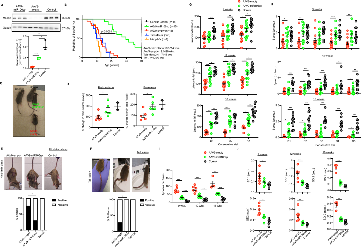 Multi-panel Rett mouse-model figure showing Mecp2 blots, survival and behavioral measurements after AAV9-miR106sp treatment.